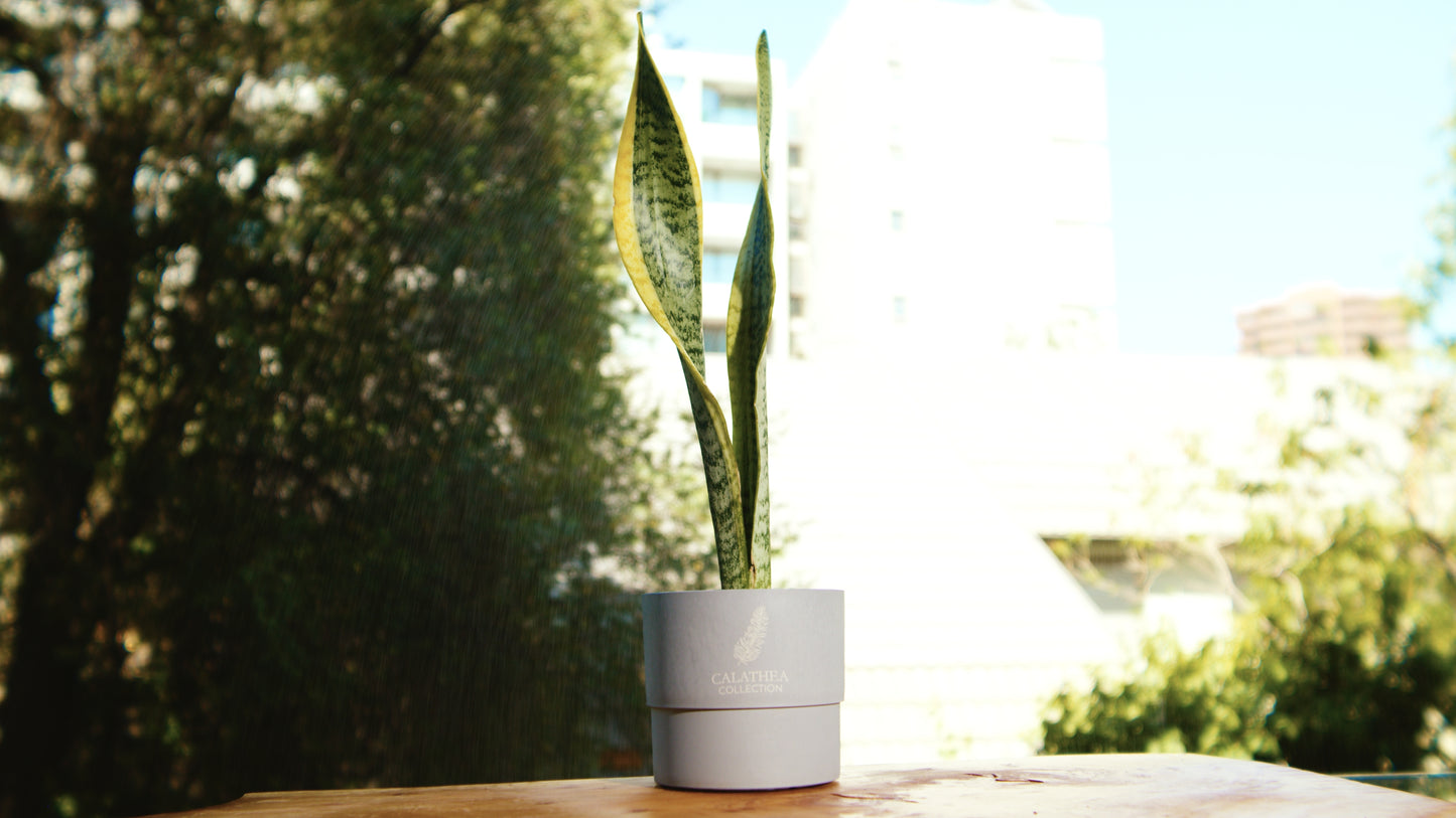 Sansevieria